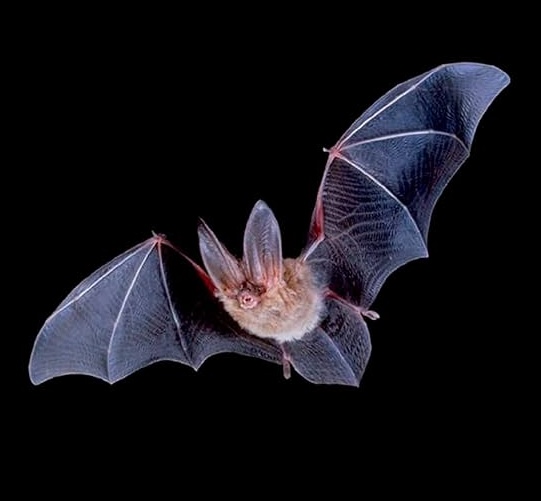 Think about Thinking visual